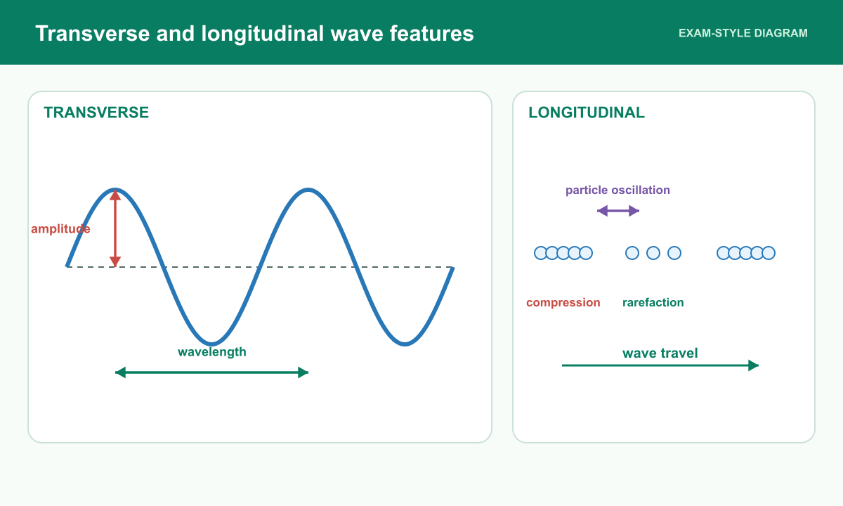 A transverse wave labels equilibrium, amplitude and wavelength beside a longitudinal wave with compression and rarefaction.